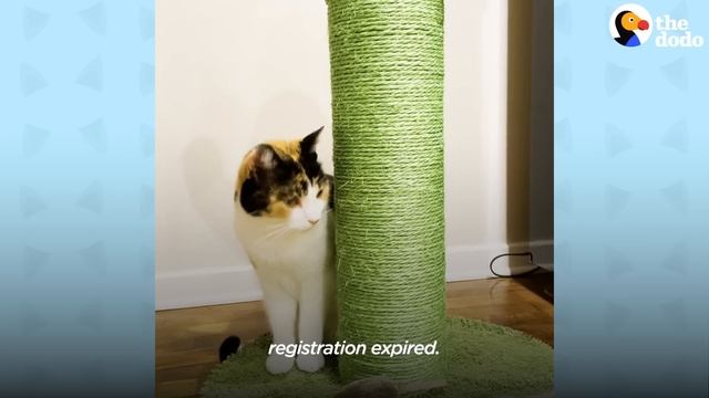 Street Cat Is So Determined To Get Inside This Woman’s Home | The Dodo смотреть онлайн