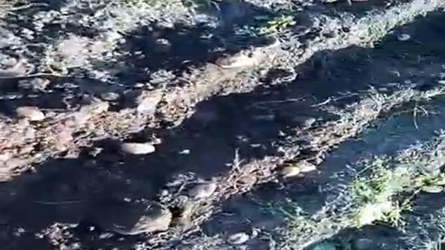 Коп картофеля веерной копалкой. смотреть онлайн