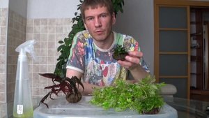 Вабикусы подводная форма