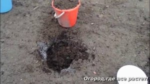Особенности посадки белокочанной капусты.mp4