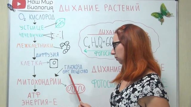 Дыхание растений. Дыхание и фотосинтез. смотреть онлайн