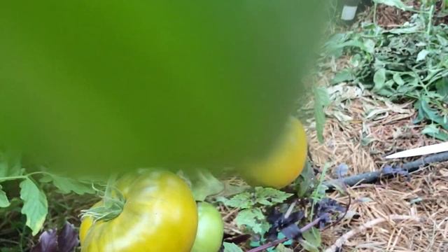 Томат «Изумрудное Сердце» от Сибирский Сад | Обзор | Дегустация | Выращивание смотреть онлайн