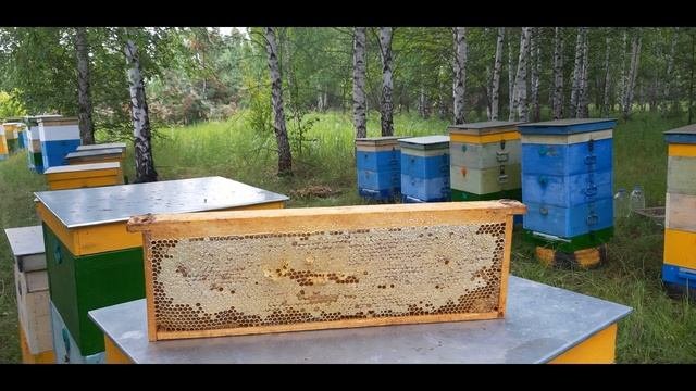 Повышение рентабельности пасеки
