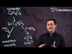 Процессы мышечного утомления при анаэробных и аэробных нагрузках. 9 класс.
