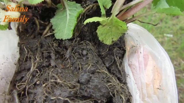 ПРИМУЛА МНОГОЛЕТНЯЯ КАК УХАЖИВАТЬ, РАЗМНОЖАТЬ ЭКСПЕРИМЕНТ САЖАЮ НА ДАЧЕ Safina Family смотреть онлайн