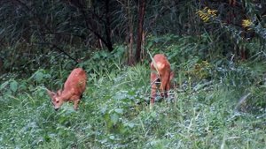 Stirnēni – Детеныши косули - Roe deer cubs