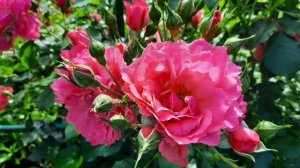 Красивые розы и красивая музыка Сергея Чекалина.