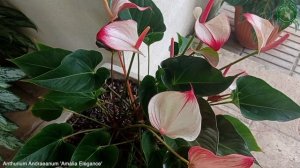 Anthurium Andraeanum 'Amalia Elegance' | Flowering Plants | ?? Panama |