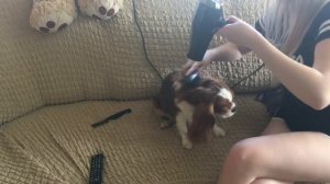 VLOG: Как я ухаживаю за собакой породы Кавалер Кинг Чарльз спаниель.