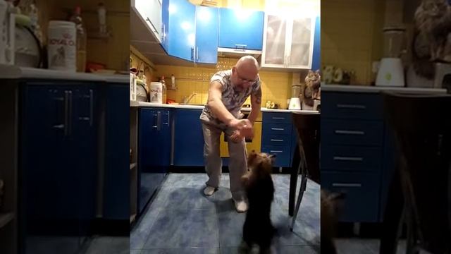 #Танцующий йорик# йоркширский терьер@ дрессировка# смотреть онлайн