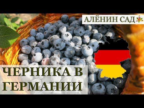 ГЕРМАНИЯ / ЧЕРНИКА высокорослая / Идея для бизнеса / Голубика высокорослая
