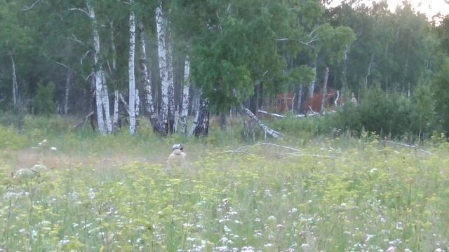 Правда о борщевике. Так ли страшен борщевик. смотреть онлайн