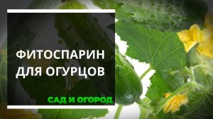 Полив огурцов фитоспарином