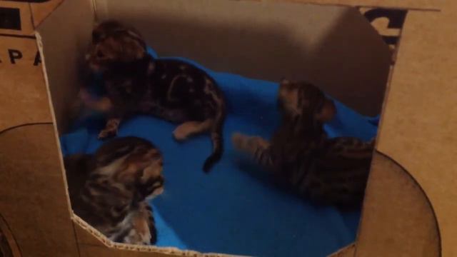 Бенгальские котята играют между собой смотреть онлайн