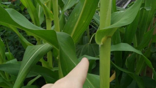 Сформировался початок на кукурузе. Подсолнухи растут, скоро буду щелкать семечки) смотреть онлайн