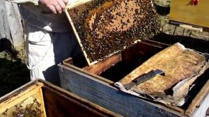 Карника Пешец. Карпатка от Гайдара. Среднерусская пчела из тёмных Пермских лесов.