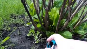 ОБРЕЗКА ГОРТЕНЗИИ КРУПНОЛИСТОЙ