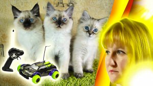 Радиоуправляемая машинка и Кошки! Какая будет реакция у Котят ?!