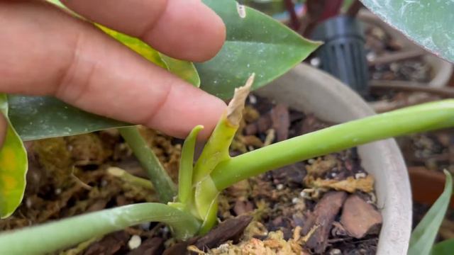Our QUEEN Anthurium Warocqueanum UPDATE. Our tropical greenhouse solarium is doing amazing things!! смотреть онлайн
