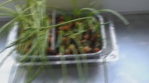 ❤?Лук на перо из севка (арбажейки ) часть #2 /Огрод на подоконнике, балконе