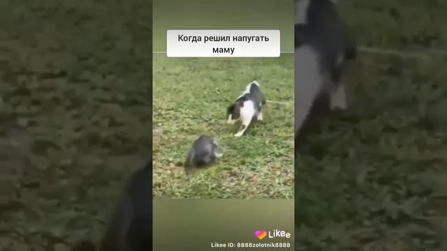 котёнок напугал маму кошку