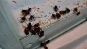 Осмии, домик для Осмий своими руками. Новые обитатели нашего сада.