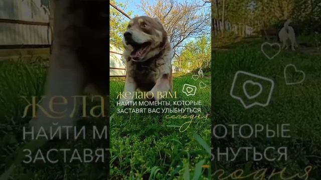 Самая быстрая собака в мире! ??? #юмор #цитаты #animals #dogs