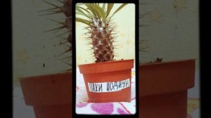 Как ухаживать за пахиподиумом?