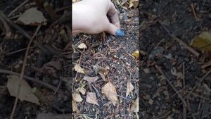 готовлю астильбу к зиме