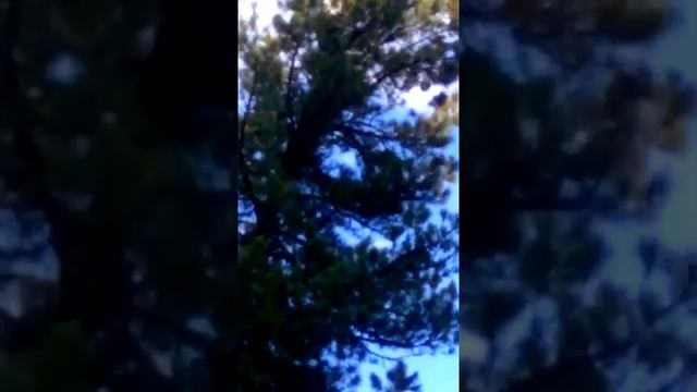 Заготовка кедровой шишки. смотреть онлайн