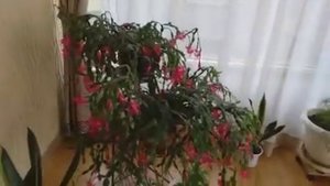 Санаторий "Киев" г.Алушта часть 3