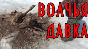 ЗАДАВЛЕННЫЙ ВОЛКАМИ САМЕЦ ИЗЮБР. ВСЁ, ЧТО ОСТАЛОСЬ.