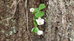 Oxalis acetosella wood sorrel or common wood sorrel