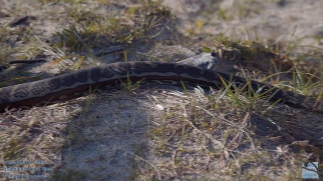 magpies carpet python - no one wants to die