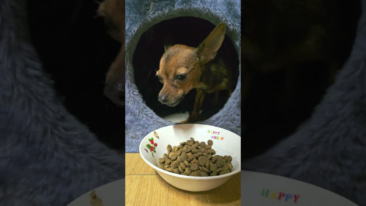 Russian Toy Terrier ASMR female domination смотреть онлайн