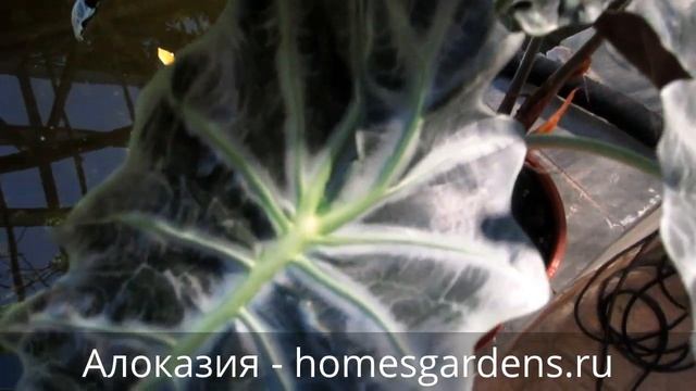 Цветок с необычной расцветкой: алоказия рядом с прудом смотреть онлайн