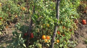 Томат ЗОЛОТАЯ КАНАРЕЙКА F1 от агрофирмы Партнёр.