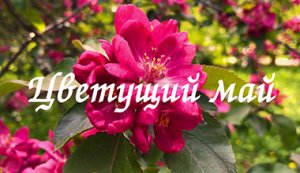 Цветущий май. Цветущие сады. Весна идет. Прогулки по Москве.??? Blooming May. Blooming gardens.