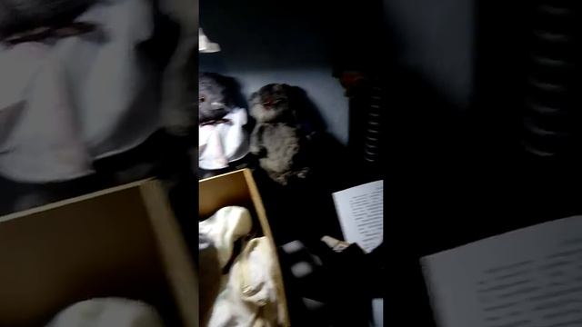 Новый Басик!!! Обзор на одежду БАСИКА и БАСЮНИ смотреть онлайн