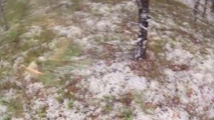 ШОКИРУЮЩЕЕ ВИДЕО!!!
Слабонервных грибников убрать от экранов...
