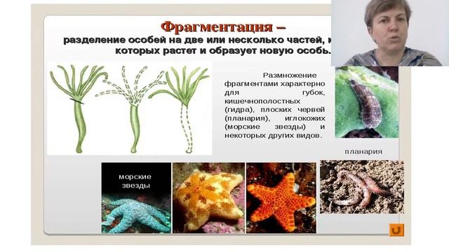 Биология. Размножение организмов. Оплодотворение