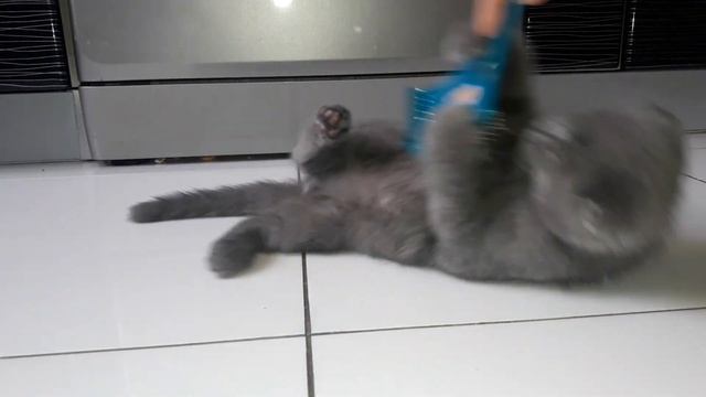 Шотландский котенок 3 месяца смотреть онлайн