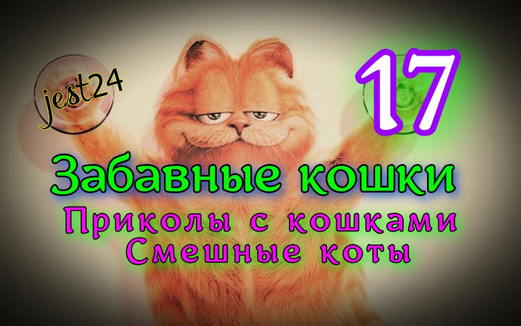 Забавные кошки / Приколы с кошками / Смешные коты #17
