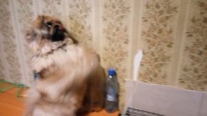 Собака играет с перепелками.Перепелки в домашних условиях.