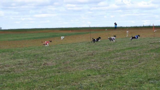 Кобели басенджи 1-й забег смотреть онлайн