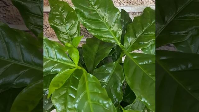 Кофе Арабика в « Цитрус Микс» смотреть онлайн