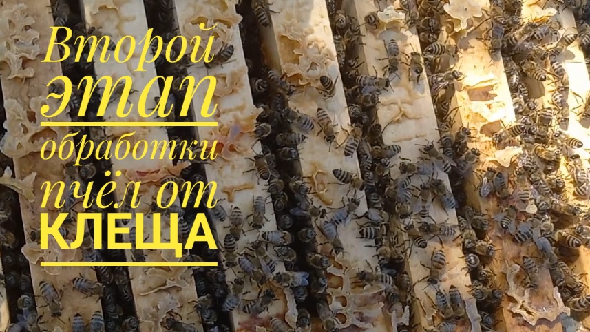 Второй этап обработки пчёл от клеща смотреть онлайн