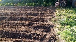 Картофеле сажалка однорядная самодельная.