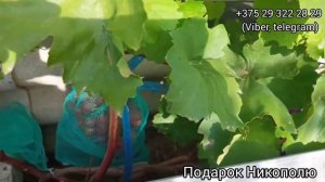 Часть 3. Виконт, Белая Леди, Подарок Никополю, Брависсимо, Черный рояль. Виноград в Беларуси. 28.09