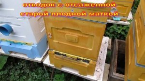 сентябрь на пасеке - пропала матка при облете, подсаживаю матку к безматочным пчелам в сентябре